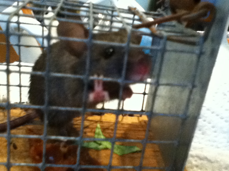 Muis gevangen in diervriendelijke muizenval