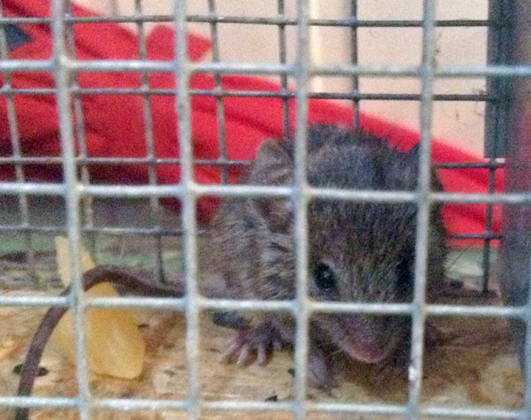 Gevangen muis met pasta in diervriendelijke muizenval